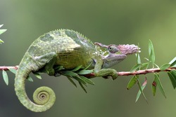 Chameleon fischer closeup on tree, chameleon fischer walking on twigs, chameleon fischer closeup