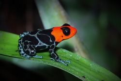 Poison Dart frog Ranitomeya benedicta closeup on green leaves, Ranitomeya benedicta