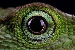 Green lizard closeup eyes, green lizard sunbathing on wood, green lizard  climb on wood, Jubata lizard closeup