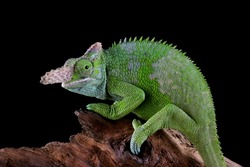 Fischer chameleon closeup with black background, Fischer chameleon closeup