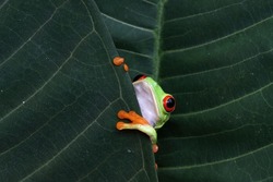 Red-eyed tree frog hidding on green leaves, red-eyed tree frog (Agalychnis callidryas) closeup