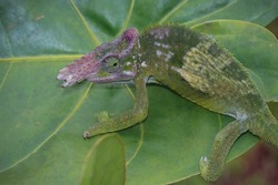 Chameleon fischer closeup on leaves, chameleon fischer walking on twigs, chameleon fischer closeup