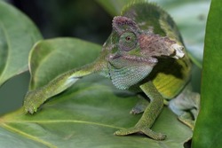Chameleon fischer closeup on leaves, chameleon fischer walking on twigs, chameleon fischer closeup