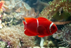 Maroon clownfish on coral feefs, anemones on tropical coral reefs, Sea anemones and maroon clownfish on the ocean floor
