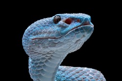 Blue viper snake on branch with black background, viper snake ready to attack, blue insularis snake, Closeup head snake