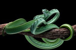 Ahaitulla prasina snake closeup on black background, animal closeup, Asian vine front view