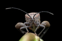 Squash bug closeup on branch, Squash bug isolated on closeup with isolated background