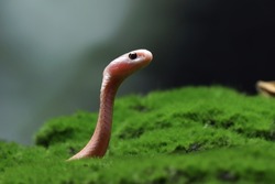 Baby Naja sputrix snake on moss in a position ready to attack, Baby Naja sputrix snake closeup, Naja snake