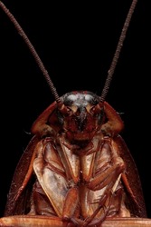 Cockroach carcass closeup on isolated background, cockroach carcass closeup head