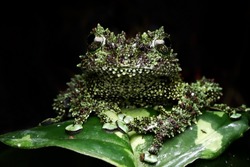 Theloderma corticale camouflage on leaves, moss tree frog camouflage on leaves, mossy tree frog on leaves