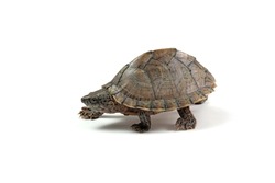 Razorback musk turtle 