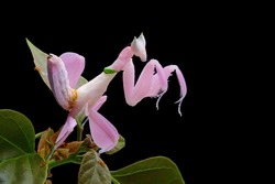 Beautiful Pink Orchid mantis on flower with isolated background, Pink Orchid mantis closeup 