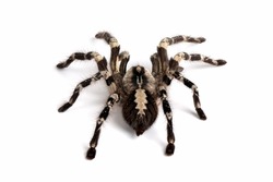 Poecilotheria regalis tarantula isolated on white background, regalis tarantula closeup on white background