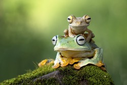Flying frog sitting on body, beautiful tree frog on branch, rachophorus reinwardtii, Javan tree frog