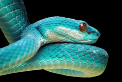 Head of blue viper snake on branch, viper snake, blue insularis, Trimeresurus Insularis