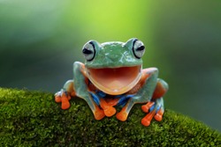 Tree frog, Flying frog laughing, animal closeup