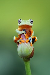 Tree frog, Wallace, flying frog