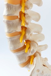 Close-up view of human lumbar spine model on white background