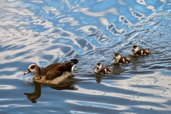 Egyptian goose (Alopochen aegyptiaca) swimming with its chicks in a lake during spring
