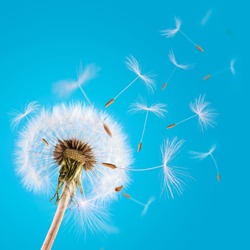 Overblown dandelion with seeds flying away with the wind