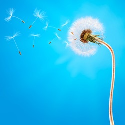 Dandelion on the long stem and on the blue sky. Seeds flying away with the wind