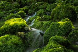 Mystic spring of mountain stream
