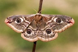 Small Emperor Moth (Saturnia pavonia) is a moth of the family Saturniidae, female, macro photo.