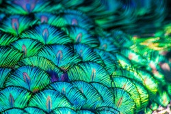 emerald peacock feathers background