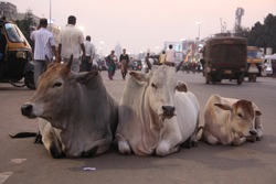 3 cows laying in the middle of the main city street