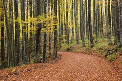 Dirt Forest Road in autumn colors