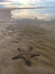 Dead starfish on a beach when tide is falling. Starfish at Nai Yang beach in Phuket island, Thailand.