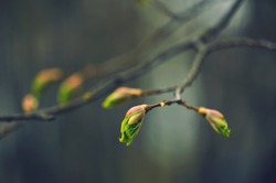 
Buds on the trees. Spring awakening. Macro nature.