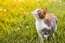 Three colored cat is walking on the meadow and looking up at something.