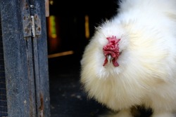 white silkie hen on a straw, Fluffy splash silkie rooster.Close-up cute Silkie hen.

