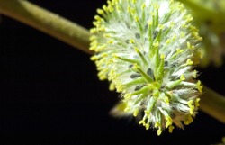 Macro photography. Salicaceae.  Willow branch, flowers, kidney. Verba. A tree or shrub of a kind of willow, with fluffy kidneys