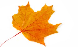Image is blurry, multicolored maple leaves autumn background.
