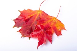 Autumn maple leaf. banner autumn pattern maple leaf brightly on a white background 