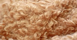 karakul artificial ram skin. beige color. incredibly high-quality artificial eco-fur under a young astrakhan (mutton) haute couture fabrics, Coat fabrics, texture, background, pattern