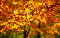 Maple leaves in autumn. Known as a source of syrup, sugar maple can reach 80 feet and up and swing up to 60 feet. Their fall foliage is viewed from yellow to orange and red.
