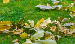 Autumn leaves on the lawn. Autumn means long-awaited changes. This is the time of the year when the air begins to take on a feeling of freshness and coolness, and the leaves begin to change color.