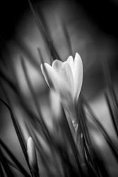 A white flower with blurred background, black and white image