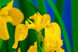 Iris pseudacorus yellow flag, yellow iris on banks of landscape pond. Yellow Iris pseudacorus flower on blurry dark green background. Selective focus. Close-up. Copy space.