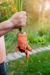 man's hand holds a huge deformed carrot. Genetically engineered deformities of vegetables. Deformed root system of carrots. Copy space