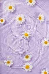 Chamomile flowers in vilolet purple water banner with concentric circles and ripples. Natural beauty Spa concept, ecology, organic cosmetic, Copy space, flyer