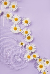 Chamomile flowers in vilolet purple water banner with concentric circles and ripples. Natural beauty Spa concept, ecology, organic cosmetic, Copy space, flyer