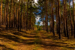 Forest trail in a pine forest in Germany