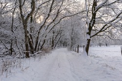 Winter time, forest path at the edge of the forest with lots of snow, right side Agricultural land