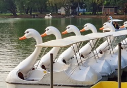 The boat which is swan model using for relaxing in the park