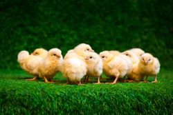 Close-up of a lot of small yellow chicks  or Gallus gallus  with black eyes on the artificial grass in the room sits