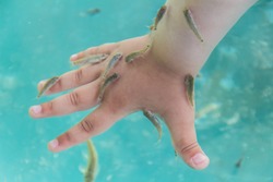 A child's hand in the water with fishes of garra rufa.
